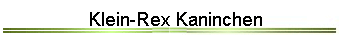 Klein-Rex Kaninchen